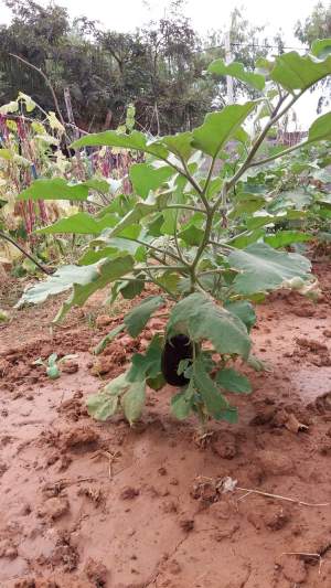 Tuinbouwproject - Kinderen Van Lamin