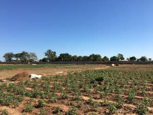 Tuinbouwproject - Kinderen Van Lamin