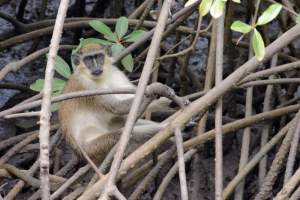 Natuur in Gambia - Kinderen Van Lamin