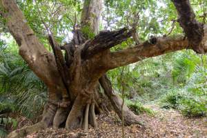 Natuur in Gambia - Kinderen Van Lamin